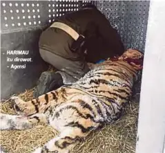  ??  ?? HARIMAU itu dirawat. - Agensi