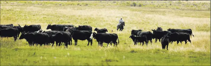  ?? Elizabeth Brumley Las Vegas Review-Journal ?? Clint Smith herds cattle on the Great Basin Ranch on Aug. 8. The Southern Nevada Water Authority maintains about 2,600 head of cattle at its Spring Valley-based ranch.