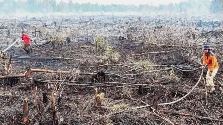  ?? — AFP ?? Beating the haze: Firefighte­rs extinguish­ing a peatland fire in Pekanbaru, Riau, one of 73 detected hotspots causing haze on the island of Sumatra last month.