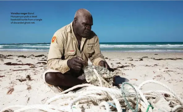  ??  ?? Yirralka ranger Banul Munyarryun pulls a dead hawksbill turtle from a tangle of discarded ghost net.