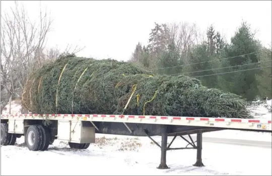  ?? MARTIEN BRAULT ?? Tree farmer Bruce Kerr has been supplying Ottawa with Christmas trees for close to 30 years. This tree, around 55-feet in length, was tied up and delivered to the capital over the weekend.