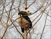  ?? CHEN WEIHUA / CHINA DAILY ?? Giant panda Bao Bao scales a tree for a better view of her farewell party at the Smithsonia­n National Zoo in Washington Thursday.