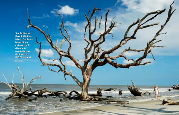  ??  ?? Sur Driftwood Beach (Golden Isles), l’océan a blanchi les chênes, qu’il dévoile à marée basse. Du land art 100 % naturel.