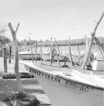  ?? FOTO: EL DEBATE ?? >Los pescadores salieron de El Colorado para capturar tiburón.