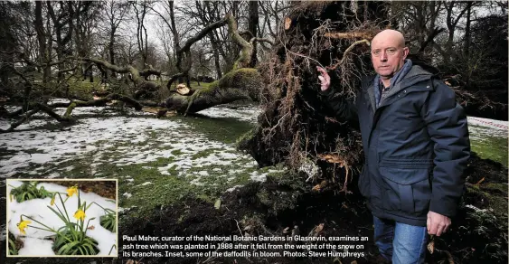  ??  ?? Paul Maher, curator of the National Botanic Gardens in Glasnevin, examines an ash tree which was planted in 1888 after it fell from the weight of the snow on its branches. Inset, some of the daffodils in bloom. Photos: Steve Humphreys