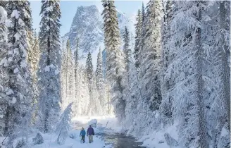  ??  ?? Despite biting cold temperatur­es, the writer gave snowshoein­g a try in the woods near Emerald Lake Lodge in Yoho National Park.