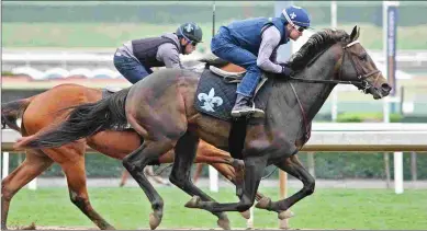  ?? EMILY SHIELDS ?? My Boy Jack has 32 points for the Kentucky Derby but may run in the Lexington Stakes.