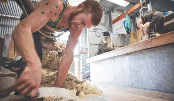  ?? ?? There’s a big shortage of shearers in NSW this season and a healthy pay cheque for those who aren’t afraid of hard work.