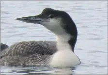  ?? Photograph: David Kilpatrick ?? Great northern diver.