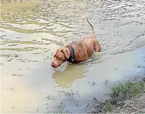  ??  ?? Milo the dog cools off in the Natalie’s ‘duck’ pond.