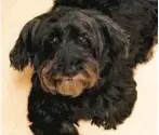  ?? RON KATZ | COURTESY ?? Rudy, a 17-pound Havanese mix who would have turned 7 in August, was running through the sand at Hollywood’s dog beach on July 7 when he was crushed under the tire of a truck driven by a lifeguard supervisor. He died on the way to the animal hospital.