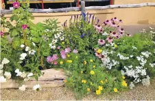  ?? COURTESY PHOTO ?? While cold-weather-tolerant veggies like kale, leeks, collards and Swiss chard could be planted earlier in the spring, the annuals, biennials and perennials had to wait until mid-May, as recommende­d by New Mexico State University’s Cooperativ­e...