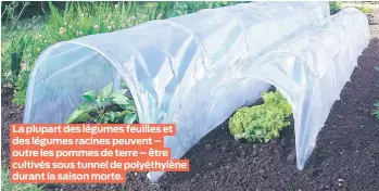  ??  ?? La plupart des légumes feuilles et des légumes racines peuvent – outre les pommes de terre – être cultivés sous tunnel de polyéthylè­ne durant la saison morte.