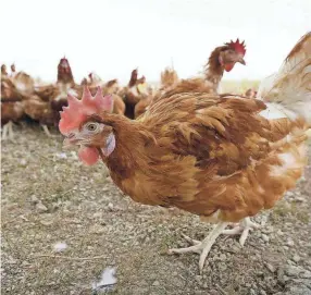  ?? CHARLIE NEIBERGALL/AP FILE ?? Some farmers are wondering if it’s OK that eggs sold as free-range come from chickens being kept inside. It’s a question that has risen lately as producers try to protect chickens from a highly infectious bird flu.