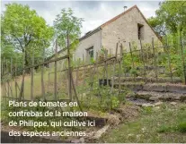  ??  ?? Plans de tomates en contrebas de la maison de Philippe, qui cultive ici des espèces anciennes.