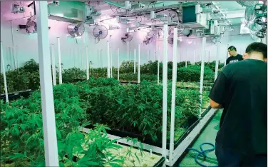  ?? AP/RICHARD VOGEL ?? Caretakers oversee a grow room for medical marijuana at ShowGrow, a medical marijuana dispensary in Los Angeles, in this April 20 photo. Arkansas’ marijuana amendment allows up to 32 dispensari­es supplied by five cultivatio­n facilities around the state.