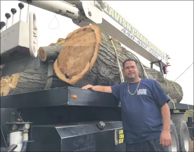  ?? PHOTOS BY RICHARD PAYERCHIN — THE MORNING JOURNAL ?? Adrian Velez, owner and founder of Lorain-based Lavish Lawn Care & Tree Service, stands Oct. 14next to the remainder of a tree taken down in South Lorain, still at his shop.