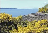  ??  ?? Gorse brings a welcome splash of colour in early spring.