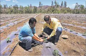  ??  ?? Asistencia. Entre parcelas de hortalizas y huertos suman un aproximado de 35 manzanas con riego a escala general que asiste la agencia en su zona de influencia, según explicó Rónald Martínez, jefe de la agencia en Candelaria de la Frontera.