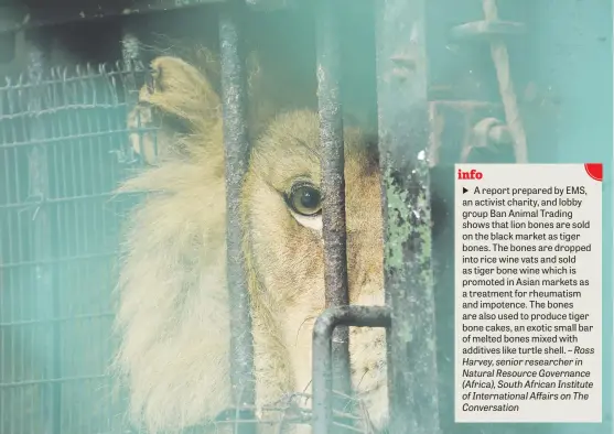  ?? Picture: iStock ?? THE KING. A captive lion peers from his prison of chains and bars, longing for the freedom of the jungle.