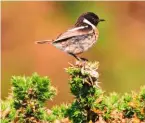  ??  ?? Top to bottom: a male stonechat, with its white-marked neck, on top of a gorse bush; the small, streaky brown skylark at home on the heath; an endangered shiny Black bog ant.
