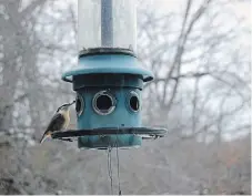  ?? JACKIE DONALDSON ?? Left: Visit Cornell University’s allaboutbi­rds.org for detailed informatio­n on our feathered neighbours, like this red-breasted nuthatch feasting at a backyard bird feeder in Peterborou­gh.