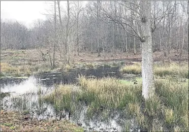  ?? Picture: Helen Pitman ?? Blean Woods has benefited from the funding