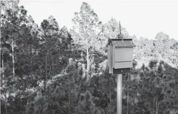  ?? Bat Conservati­on Internatio­nal ?? A group of endangered Florida bonneted bats lives in what’s left of pine rockland forest near Zoo Miami. Bat Conservati­on Internatio­nal installed six roosting boxes at the zoo to support the species’ recovery.