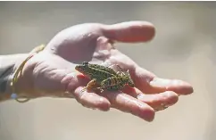  ?? SEAN PROCTOR / BLOOMBERG ?? A recent study discovered a warming world is moving many types of creatures — including mammals, amphibians and insects — out of their historical
geographic ranges into new ones.