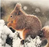  ??  ?? Out in the cold Julie Mailer from Auchterade­r captured this red squirrel during a blizzard