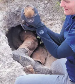  ?? GREG SORBER/JOURNAL ?? U.S. Fish and Wildlife Service biologist Janess Vartanian crawls deep into a Mexican wolf den in the Gila National Forest to retrieve the five wild pups inside and passes them one by one to Maggie Dwire, the agency’s assistant Mexican wolf recovery...