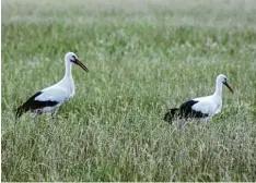  ??  ?? Routiniert­e Fotomotive: Zwei Störche beim entspannte­n Wiesenspaz­iergang bei Mattsies.