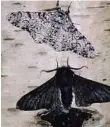  ??  ?? Light and dark morphs of the peppered moth.