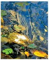  ??  ?? Dead fish floating in murky black waters