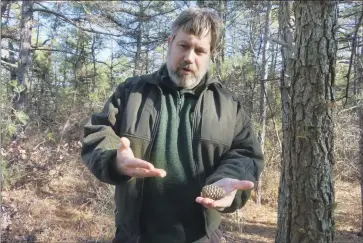  ?? Wayne Parry Associated Press ?? BILL ZIPSE, a supervisin­g forester with the New Jersey Forest Service, holds a pine cone in a section of Bass River State Forest in Bass River Township, N.J., where a plan to cut 2.4 million trees was recently approved.