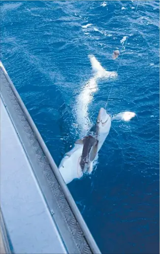  ?? Photo: REDDIT USER ‘‘MANCUBUS’’ ?? Big bite: Two sharks, one attacking the other on a fisherman’s line, believed to have been photograph­ed off Kaiteriter­i Beach near Nelson last Friday.