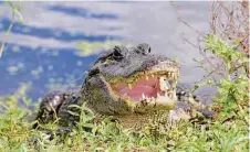  ?? ?? Alligators face new threats of extreme weather and invasive species that may prove to be the last straw for the reptiles.