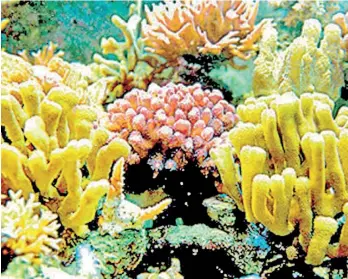  ??  ?? Experts say the probabilit­y of coral reefs surviving under 2oC temperatur­e rise is less than one percent