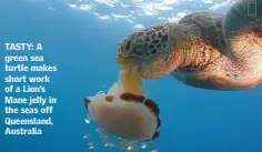  ??  ?? TASTY: A green sea turtle makes short work of a Lion’s Mane jelly in the seas off Queensland, Australia