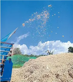  ?? ?? Unwanted parts of corn are taken out after harvesting at a plantation in Chiang Mai’s Mae Chaem district.This agricultur­al refuse can be used as fuel for electricit­y generation.