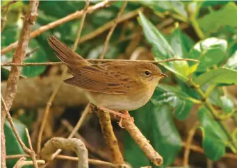  ?? ?? TWO: Grasshoppe­r Warbler (The Garrison, Scilly, 8 October 2005). This unusually good view of a migrant Grasshoppe­r Warbler in autumn shows its features to perfection. It is a soft olive-brown above with very limited crown and mantle streaking – indeed ‘Groppers’ can at times appear almost unstreaked above. The tail is moderately long and quite broad, the bill is fine and the primary projection is medium to long. The underparts are essentiall­y plain with slightly darker flanks, the uppertail is concolorou­s with the mantle and the border between the tertial centres and the fringes is slightly ‘blurred’ and lacking in contrast. Note also that the eyering is rather prominent.