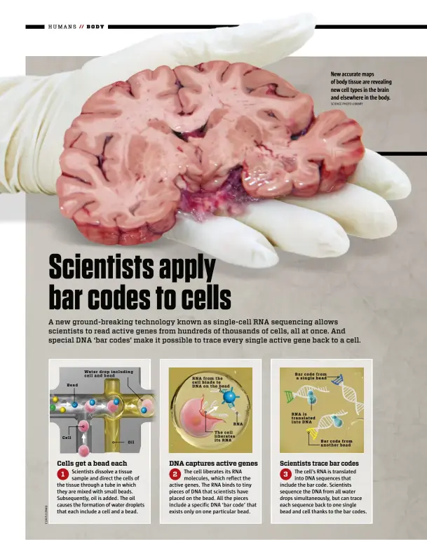  ?? SCIENCE PHOTO LIBRARY ?? New accurate maps of body tissue are revealing new cell types in the brain and elsewhere in the body.