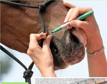  ??  ?? 1. MEASURE LENGTH
Place the handle of a wooden spoon in your horse’s mouth, marking where it exits on each side. Inset: Use a ruler to measure the width