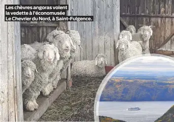  ??  ?? Les chèvres angoras volent la vedette à l’économusée
Le Chevrier du Nord, à Saint-Fulgence.