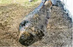  ?? Foto: Hönle ?? Johann Hönle fand in der Rohrach neben seinem Grundstück in Laub eine Panzer faustgrana­te.