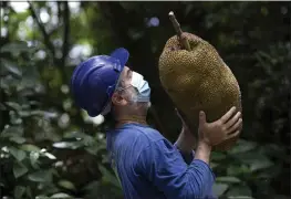  ?? SILVIA IZQUIERDO — THE ASSOCIATED PRESS ?? Pedro Lobao holds a jackfruit he harvested on the grounds of the state’s government palace in Rio de Janeiro, Brazil, on Feb. 10. Lobão is part of the Hands in the Jackfruit organizati­on that promotes the culinary use of the fruit.