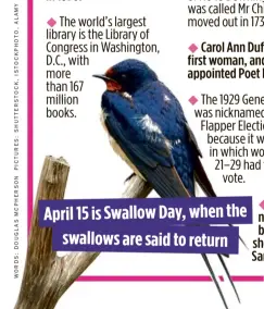  ??  ?? April 15 is SwallowDay,when the swallows aresaid to return