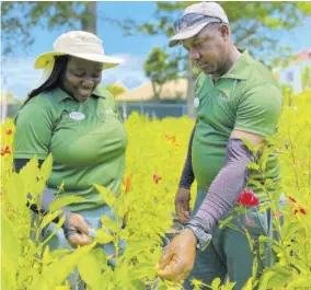  ?? ?? Senior nursery supervisor at Sandals South Coast, Aveney Williams inspects her plants with nursery attendant Richard Rowe.