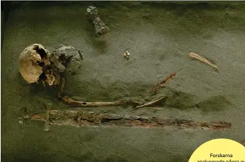  ??  ?? Forskarna analyserad­e några av skeletten efter Islands första nybyggare, som detta som påträffats i en grav nära Islands norra kust.