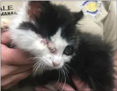 ??  ?? Eight-week-old Frankie came to the Humboldt County Animal Shelter with severe symptoms from glaucoma that resulted in one of her eyes being surgically removed. Once she’s spayed, this kitten — who is blind in her remaining eye — will be ready to be adopted.
